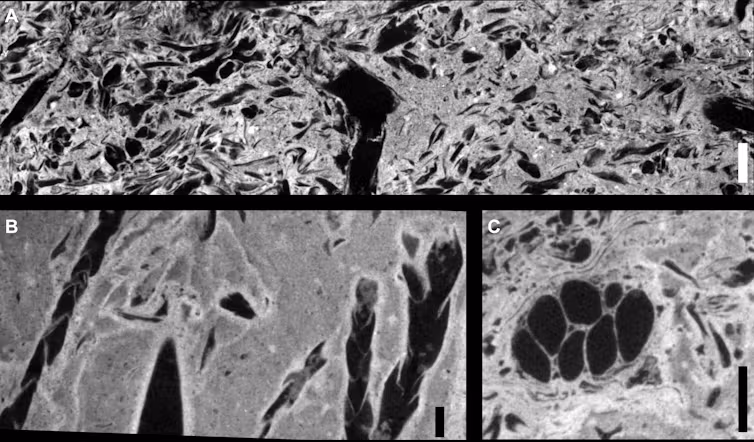 black and white scans showing some plant-like shapes among other fossilized biological textures