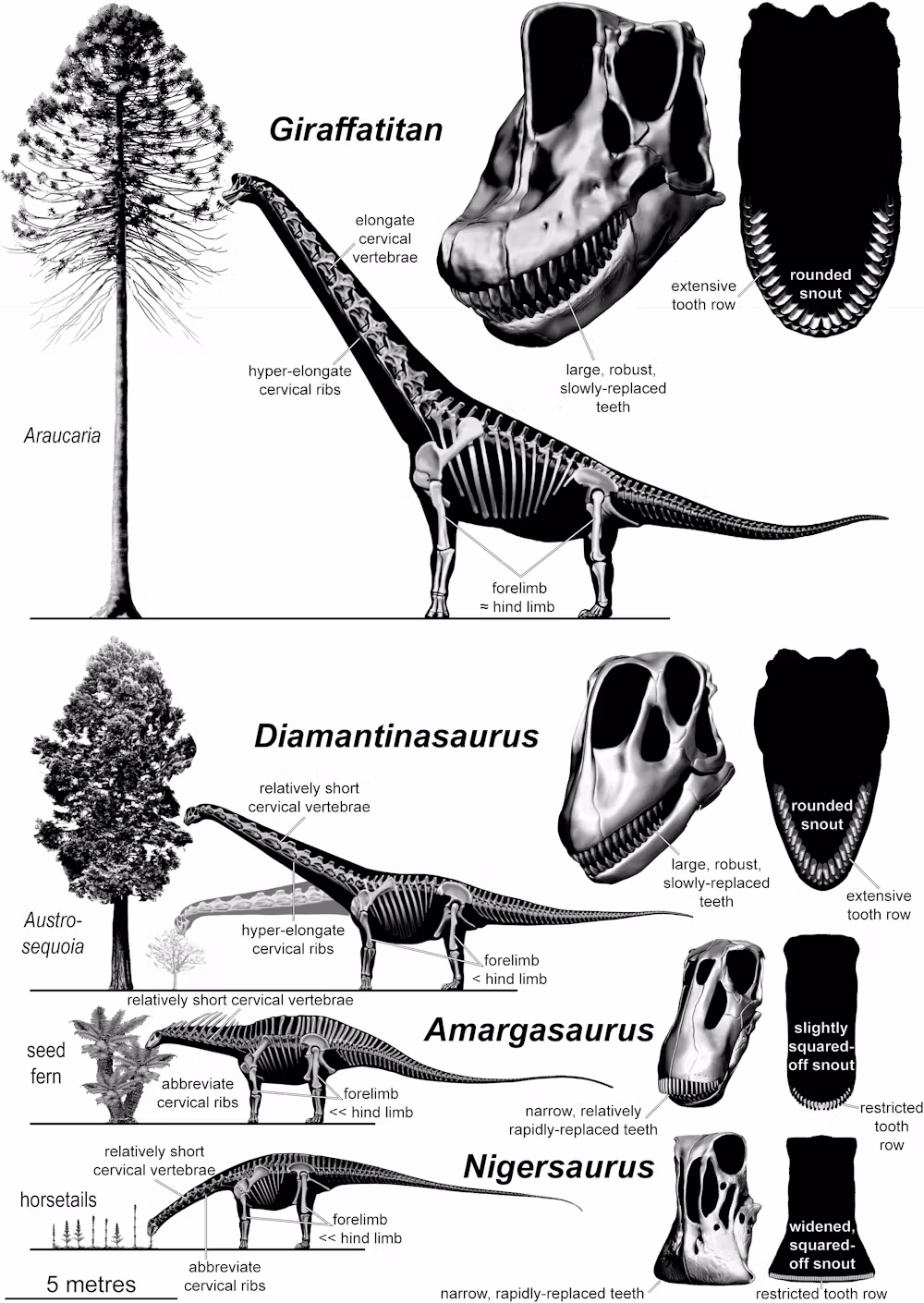 sauropod feeding height diagram