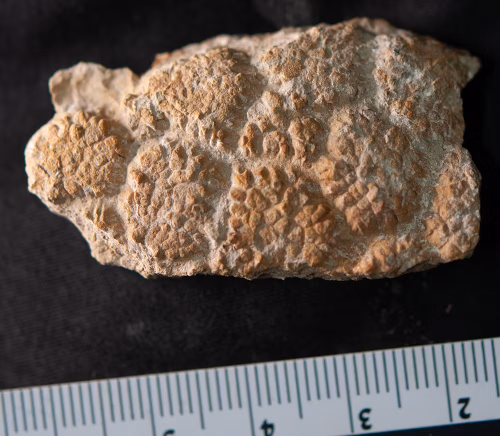 photo of fossilized dinosaur skin on a black background with a tape measure for scale - fossil is about 4cm wide