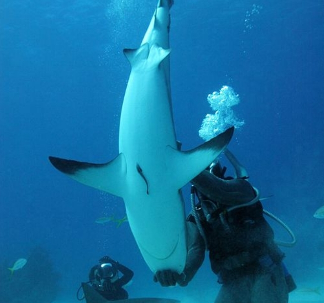 tonic immobile shark