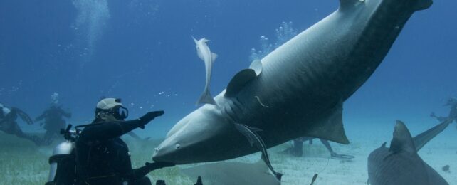 upside down shark