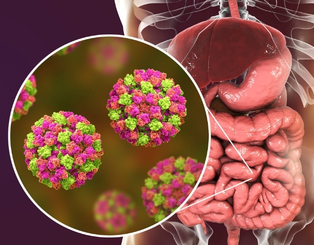 viruses in the gut