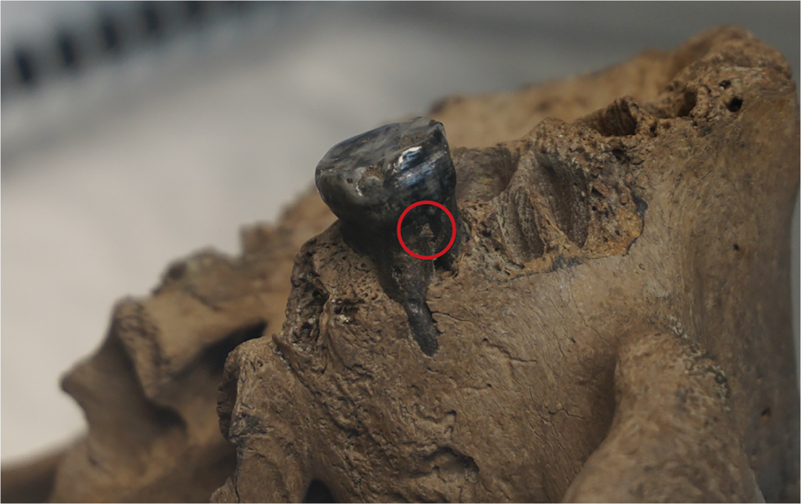 a close-up of the skull's jaw, showing a tooth with a small section on its side circled in red.