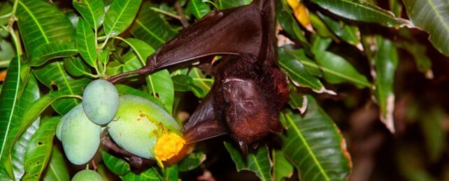 a dark brown fruit bat hangs upside down in a mango tree, clinging to a partially-chewed green mango.