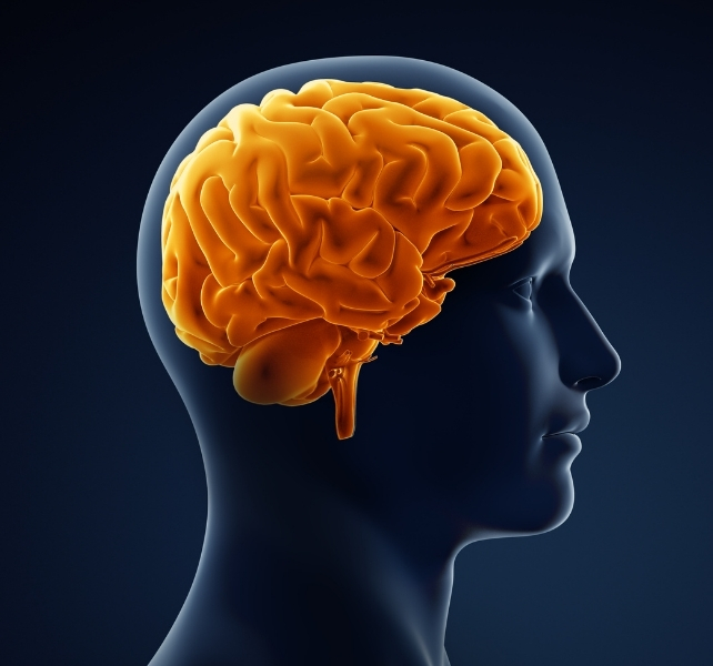 the brain
