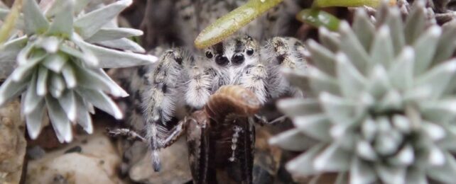 Entire Genus of Jumping Spiders Found Hidden in New Zealand