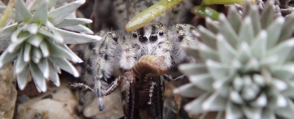 Entire Genus of Jumping Spiders Found Hidden in New Zealand