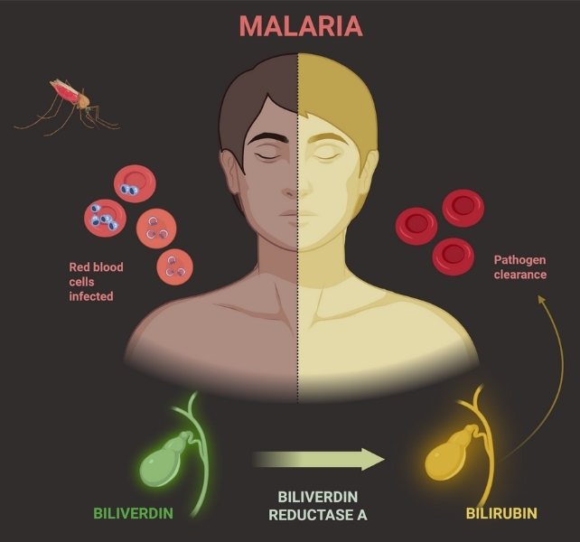 malaria life cycle