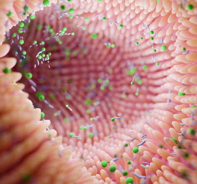 illustration of microbes in gut