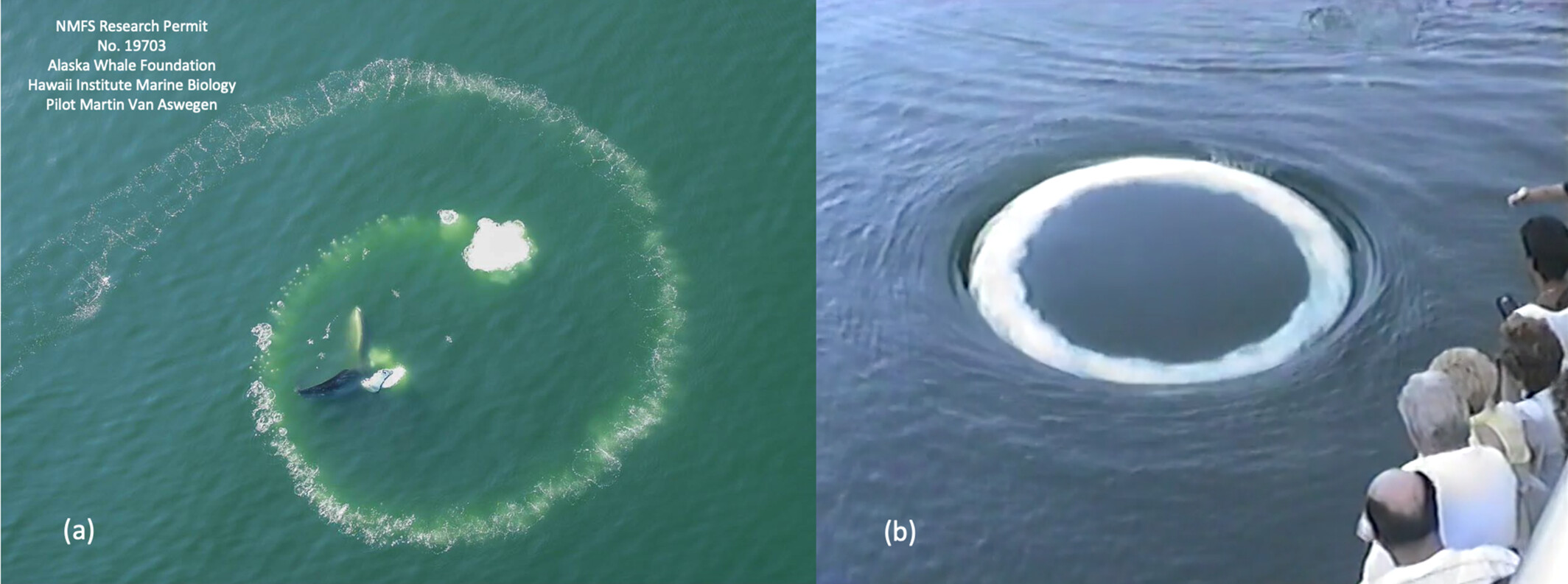 two photos side by side, one shows bubbles emerging from ocean in a rough spiral pattern, the other in a neat white ring