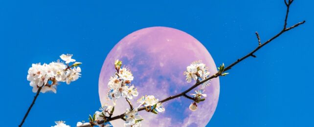 full moon blue sky with cherry blossom