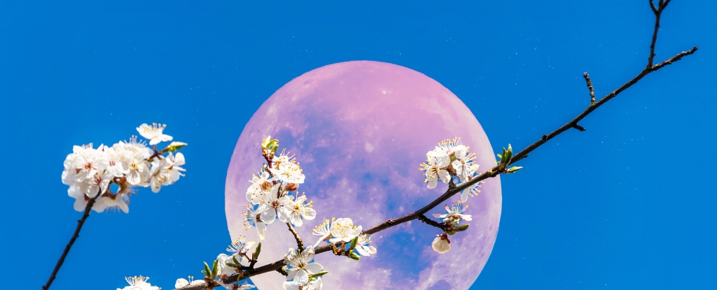June's Full Moon Will Be The Lowest in The Sky For Decades. Here's Why.