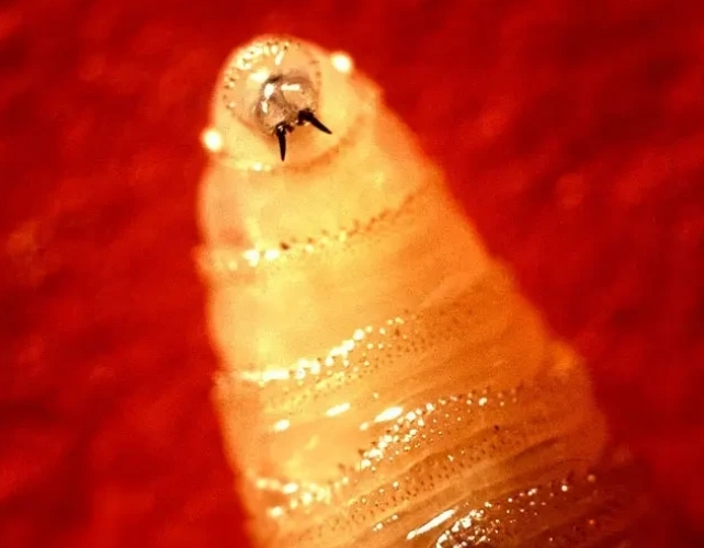 screwworm larva