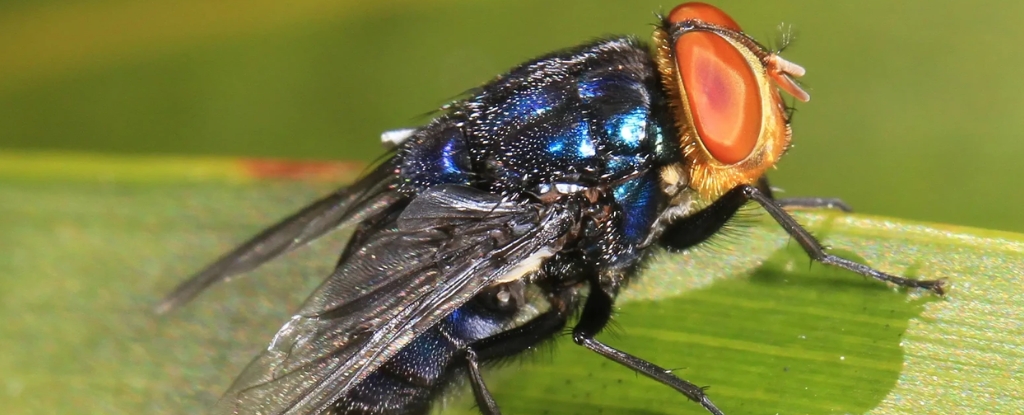 Invasive Flesh-Eating Fly Threatens Livestock and Human Health in the Americas