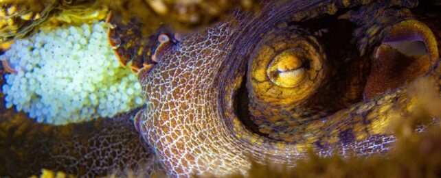 a tightly cropped photo of an octopus's golden eye, with a mottled purple and golden tentacle curving around it, in a narrow dark-golden rocky crevice. in the background, near another purple tentacle, is a clutch of tiny translucent white prolate-spheroid eggs.