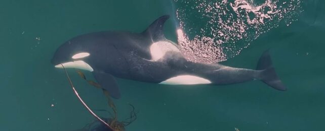 Orcas' Strange Beauty Routine Revealed by Scientists For The First Time