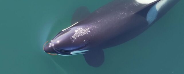 Orca swimming with kelp on it