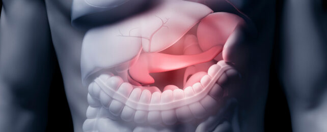 pancreas