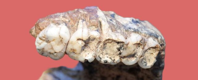 Shallow Holes in Our Ancestor's Teeth Might Not Be a Disease as Thought