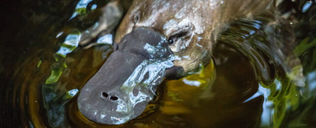 platypus-in-water