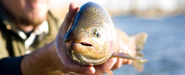 a rainbow trout face-on to the camera, being held out of water by human hands.
