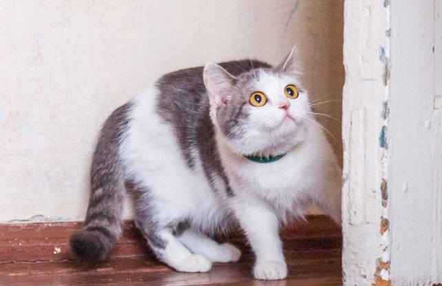 scared cat behind a door
