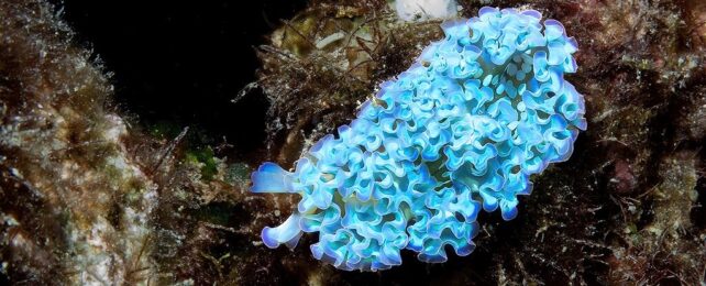Sea Slugs Steal Body Parts From Prey to Gain Their Powers