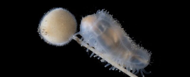 a chubby, semi-translucent sea cucumber with little protrusions along its body holds onto a white rod with a white spherical puff at its end. the background is black.