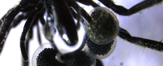 close up of a black sea spider's abdomen which has attached gelatinous egg sacs filled with tiny, shiny black eggs