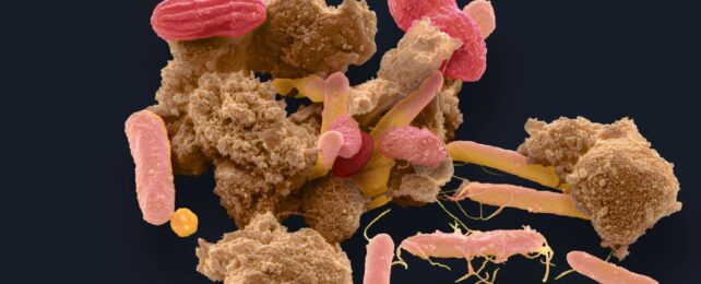 fecal microbes