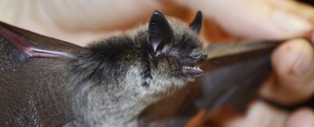 Scientists May Have Finally Figured Out How Bats Avoid Cancer