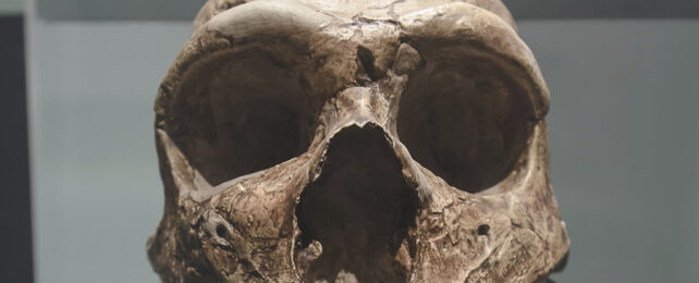 Ancient skull