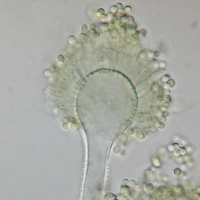 A. flavus
