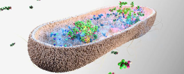 Gut microbe illustration