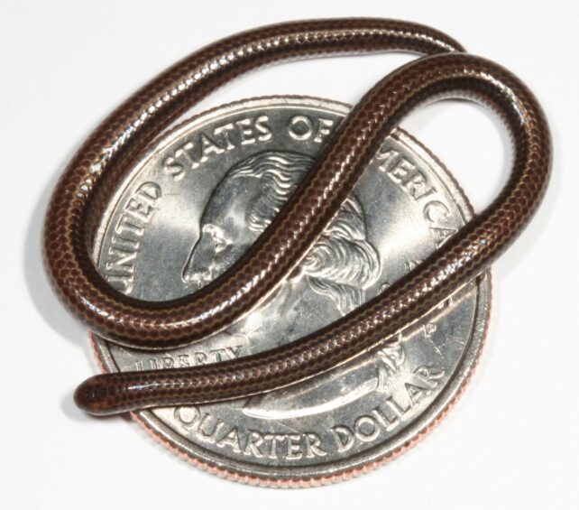 Worm-sized snake coiled over a coin