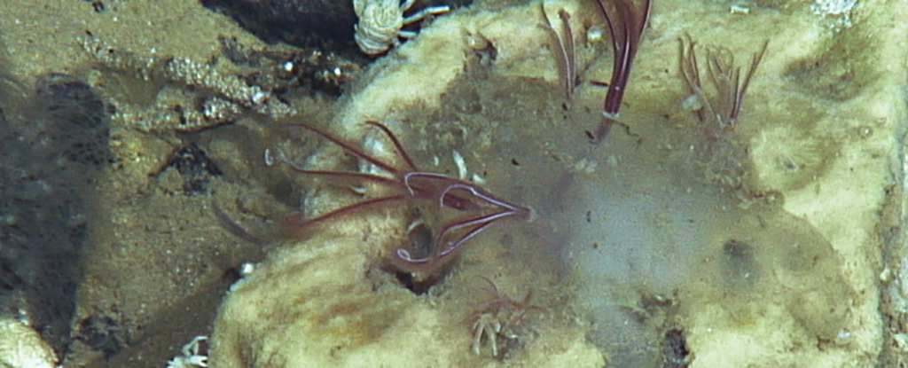Bone-Eating Worms Have Lurked in The Ocean For 100 Million Years