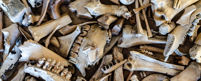 Animal bones