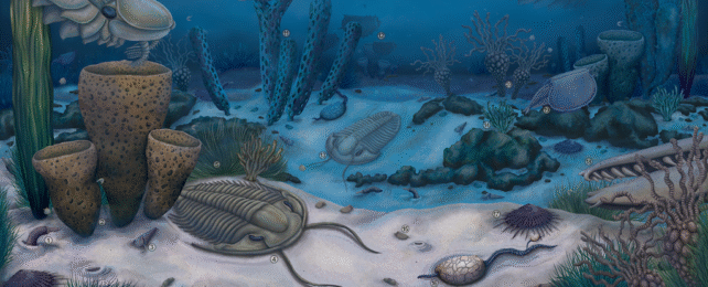 Stunning Grand Canyon Fossils Reveal Evolution's Weird Experiments