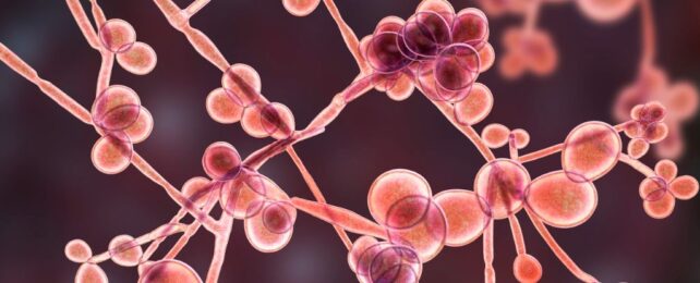 Common Blood Protein Turns Yeast Infections Into Potential Killers