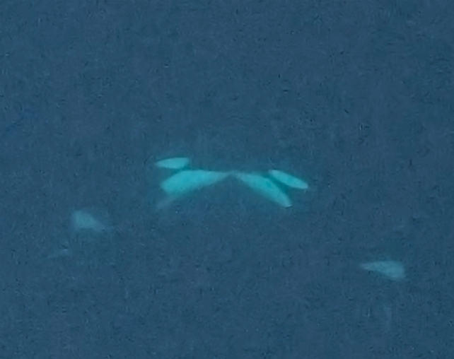 Very dim image of two orcas face to face