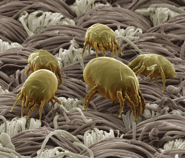Scanning electron micrograph of dust mites on thready surface
