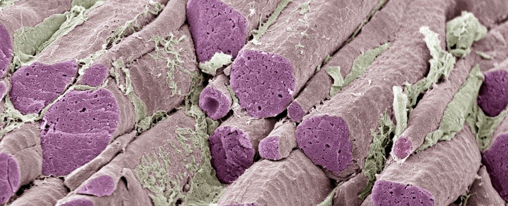 Ozempic Alternative Ditches The Needle And One Major Side Effect - ScienceAlert