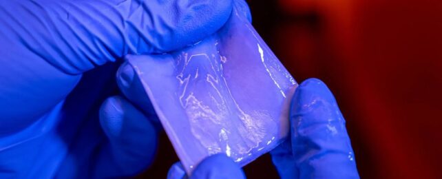 photo of blue-gloved hands holding a shiny wet sheet of semi-transparent hydrogel