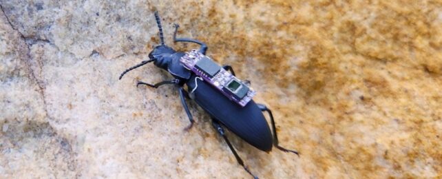 Cyborg Beetles Could Be Unlikely Heroes in Future Disaster Rescues