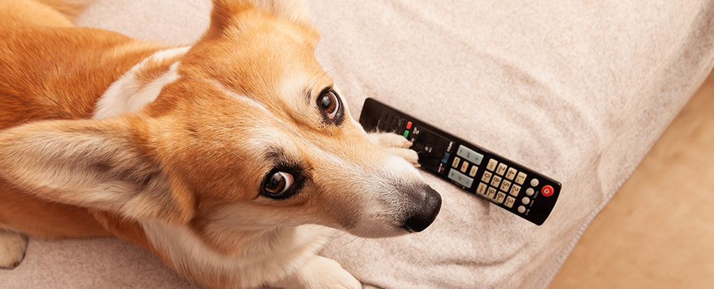 Your Dog May Prefer Certain TV Shows, Research Suggests : ScienceAlert