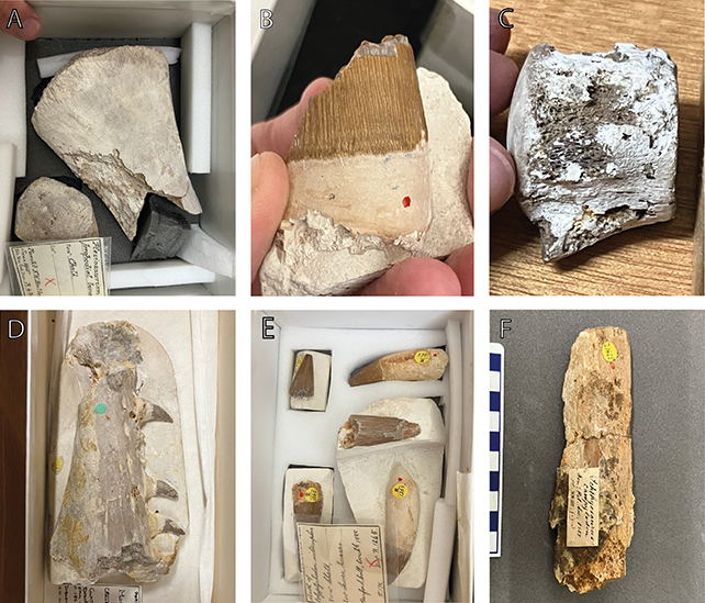 Fossil samples