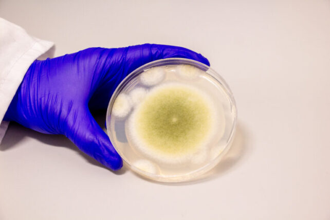 Gao Lab Fungal RiPPs
