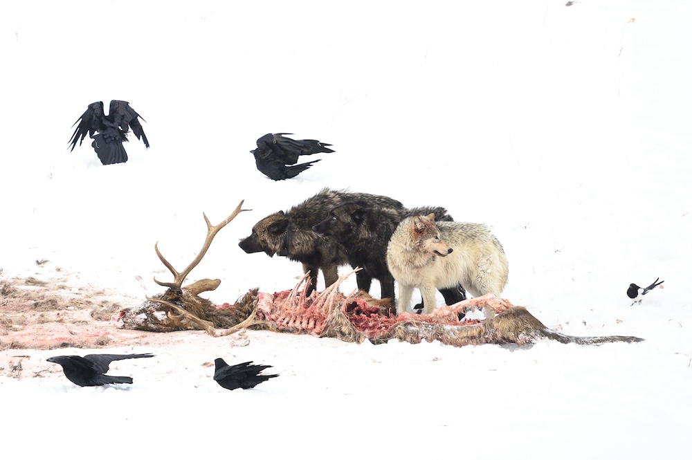 two wolves in the snow eat the bloodied carcass of an elk, whose ribs are exposed. ravens and other birds are around.