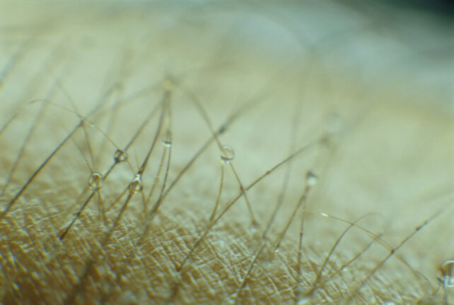 Microscopic Hairs