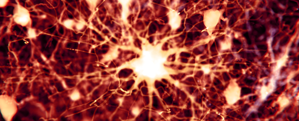 Scientists Find 2 Existing Drugs Can Reverse Alzheimer’s Brain Damage in Mice : ScienceAlert